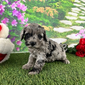 Goldendoodle Puppy Adam