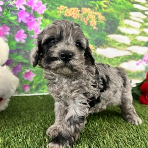 Goldendoodle Puppy Adam