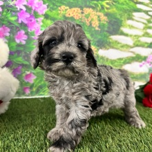 Goldendoodle Puppy Adam