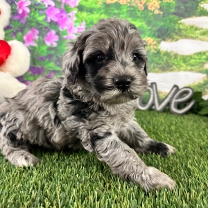 Goldendoodle Puppy Adam