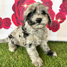 Goldendoodle Puppy Adam