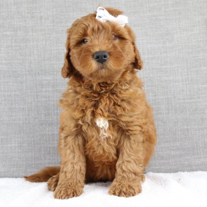 Goldendoodle Puppy Keiko