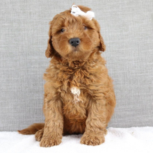 Goldendoodle Puppy Keiko