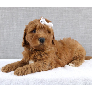 Goldendoodle Puppy Keiko