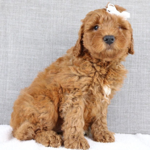 Goldendoodle Puppy Keiko
