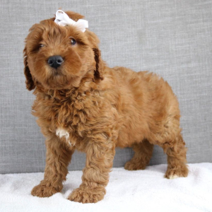 Goldendoodle Puppy Keiko