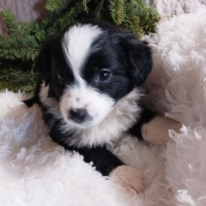 Australian Shepherd Puppy Dolly