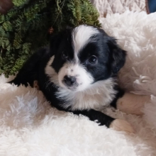 Australian Shepherd Puppy Dolly
