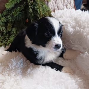 Australian Shepherd Puppy Dolly