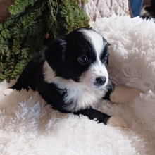 Australian Shepherd Puppy Dolly