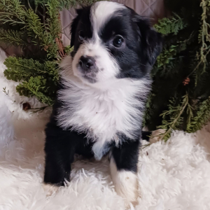 Australian Shepherd Puppy Dolly
