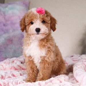 Poodle Puppy Tasha