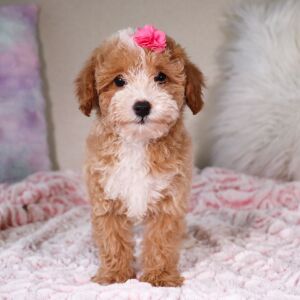 Poodle Puppy Tasha