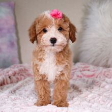 Poodle Puppy Tasha