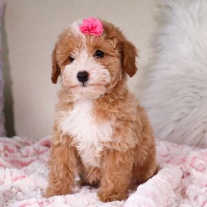 Poodle Puppy Tasha