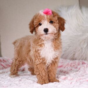 Poodle Puppy Tasha
