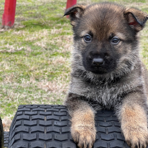 German Shepherd Dog Puppy Pepper