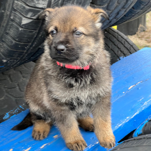 German Shepherd Dog Puppy Pepper