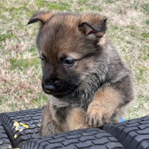 German Shepherd Dog Puppy Pepper