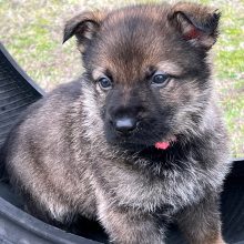 German Shepherd Dog Puppy Pepper