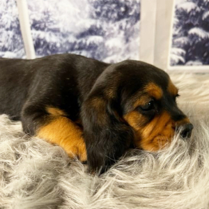 Beagalier Puppy Scotty