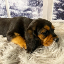 Beagalier Puppy Scotty