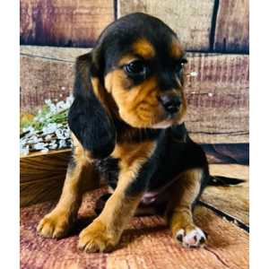 Beagalier Puppy Scotty