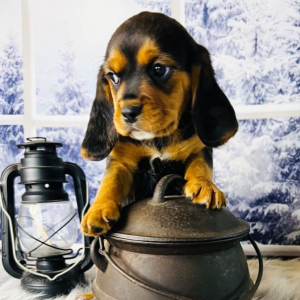 Beagalier Puppy Scotty