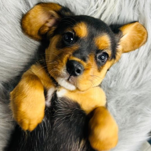 Beagalier Puppy Scotty