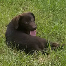 Labrador Retriever Puppy Carmella