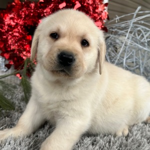 Labrador Retriever Puppy Ernie