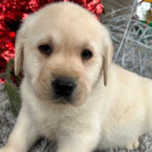 Labrador Retriever Puppy Ernie
