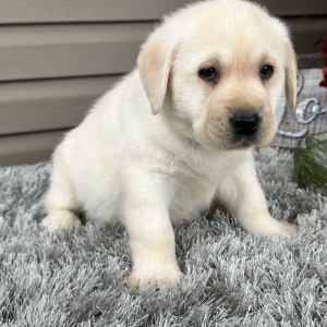 Labrador Retriever Puppy Ernie
