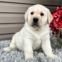 Labrador Retriever Puppy Ernie