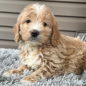 Goldendoodle Puppy Fancy