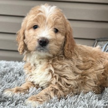 Goldendoodle Puppy Fancy