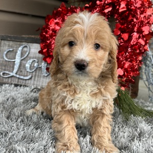 Goldendoodle Puppy Fancy