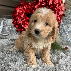 Goldendoodle Puppy Fancy