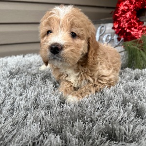 Goldendoodle Puppy Fancy