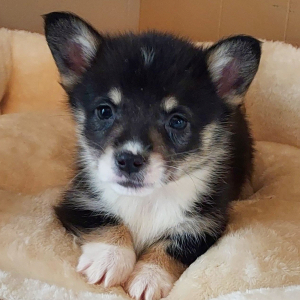Pembroke Welsh Corgi Puppy Rio