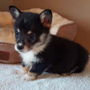 Pembroke Welsh Corgi Puppy Rio
