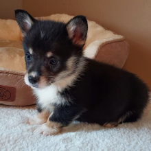 Pembroke Welsh Corgi Puppy Rio