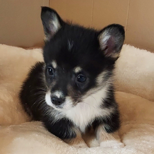 Pembroke Welsh Corgi Puppy Rio