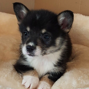 Pembroke Welsh Corgi Puppy Rio