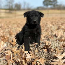 German Shepherd Dog Puppy Buddy