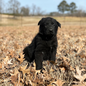 German Shepherd Dog Puppy Buddy