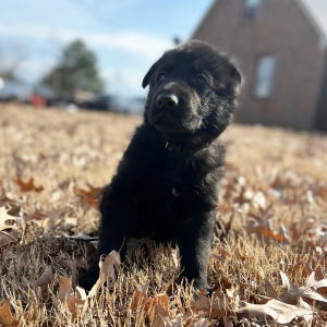 German Shepherd Dog Puppy Buddy