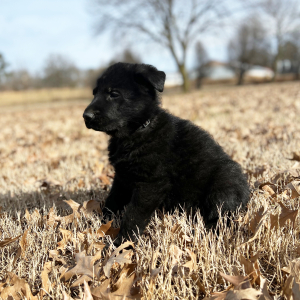 German Shepherd Dog Puppy Buddy