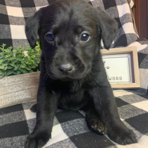 Labrador Retriever Puppy Lulu