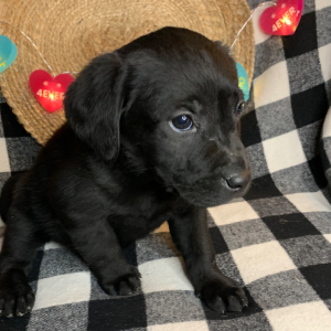 Labrador Retriever Puppy Lulu